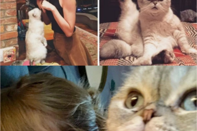Olivia Benson, 11, is worth more than Travis Kelce. She is Taylor Swift’s pet cat – Her net worth